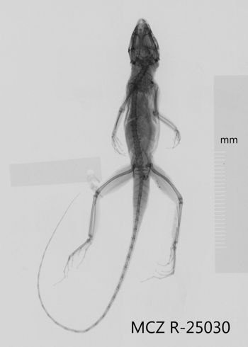 Media type: image;   Herpetology R-25030 Aspect: dorsoventral x-ray